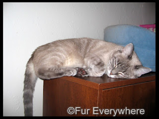 Lita hanging out on the top of my desk.