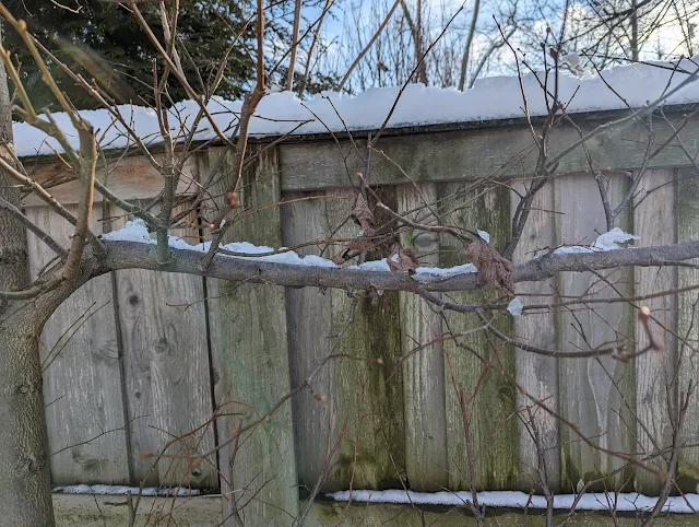 An espalier tree branch covered in snow provides "winter interest" in the garden.