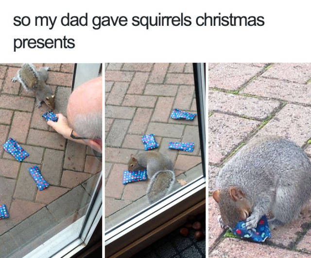 So my dad gave squirrels Christmas presents