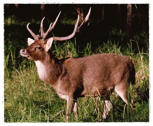  Gambar Rusa  Hutan Dunia Binatang
