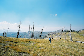 View and dead trees on Mt. Sheridan near Heart Lake, Yellowstone National Park
