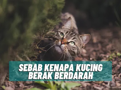 Kucing Berak Berdarah