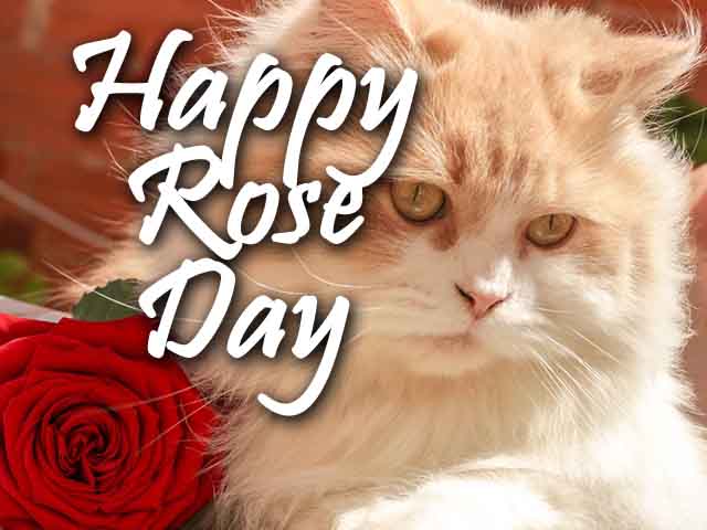 Happy Rose Day 2022 Images, Wallpapers, Pics & Photos