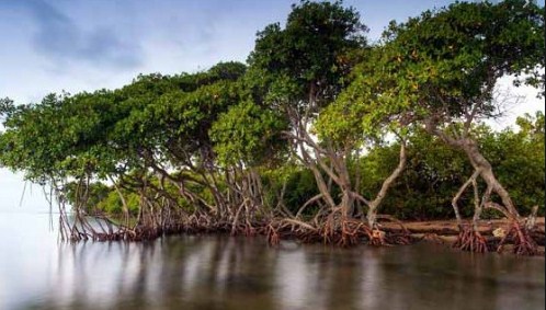 Hutan mangrove