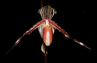 Paph Susan Booth X Roth