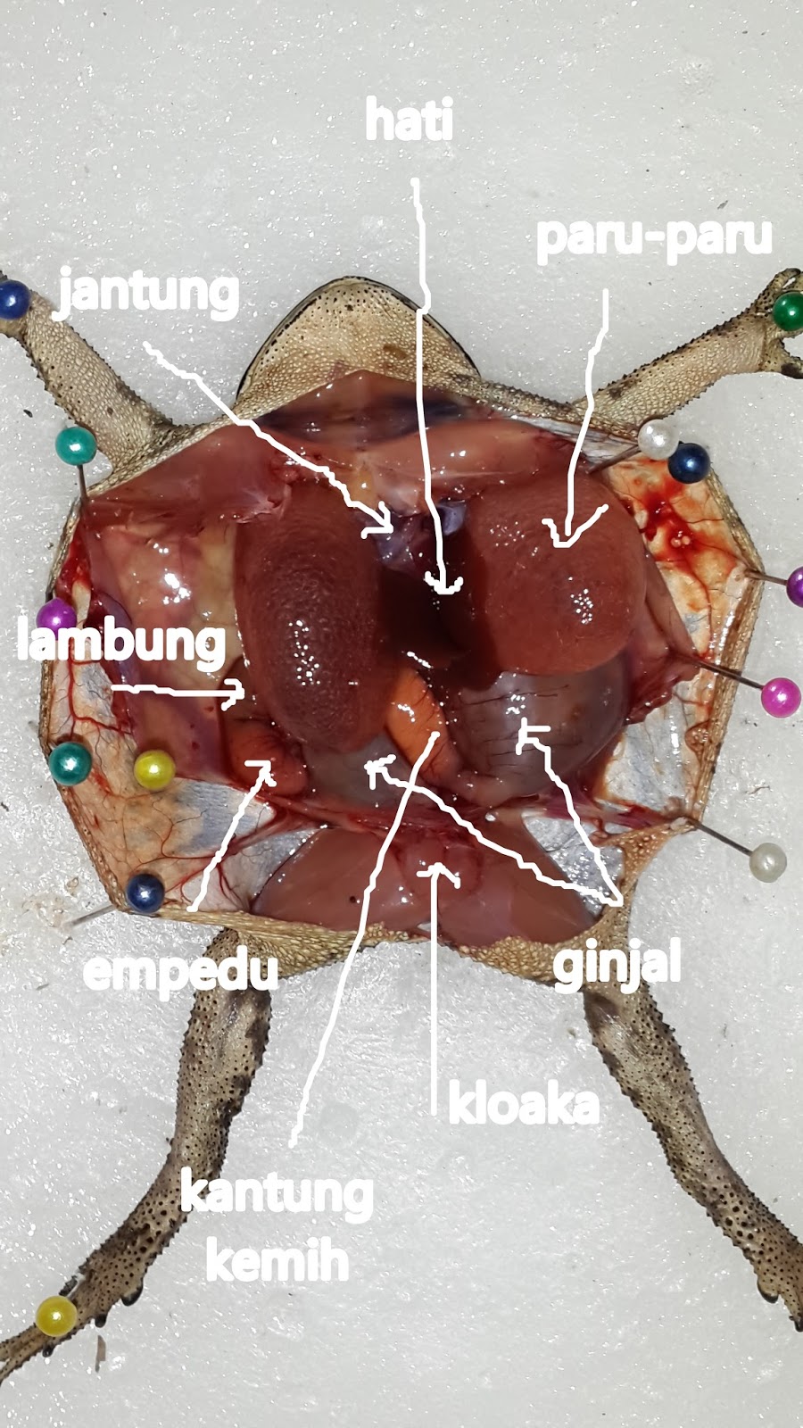  Organ  Tubuh Katak Dan  Fungsinya  Blog Kesehatan Anda