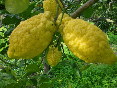 bibbona-festa-del-cedro