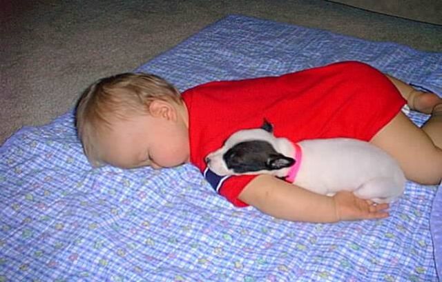 Napping With Pets Seen On www.coolpicturegallery.us