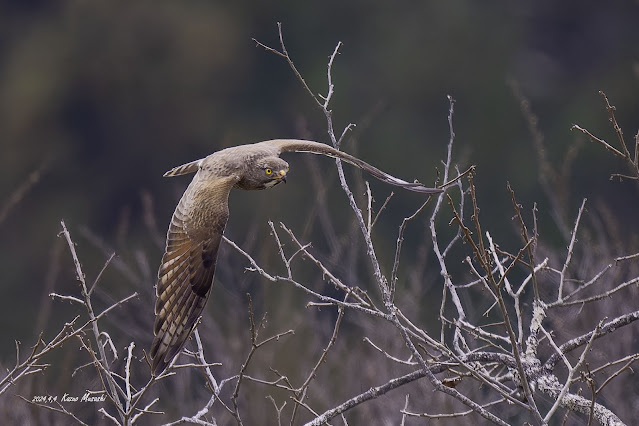 サシバの飛翔写真です