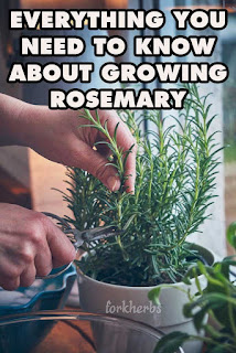 EVERYTHING YOU NEED TO KNOW ABOUT GROWING ROSEMARY