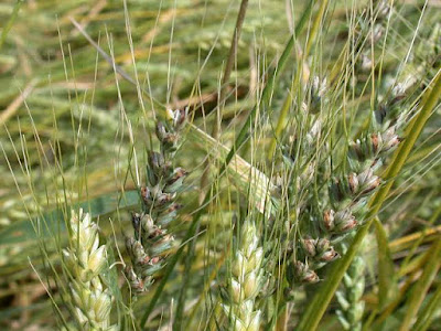 Bunt of wheat, Karnal bunt of wheat