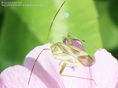 http://www.biodiversidadvirtual.org/insectarium/Adelphocoris-lineolatus-img641698.html