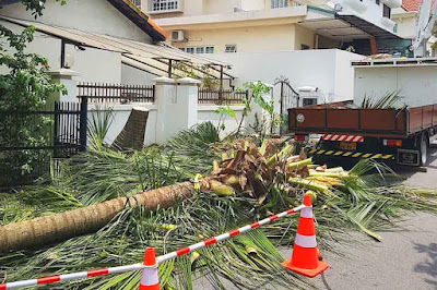 jasa tebang pohon dan jasa tanam baru