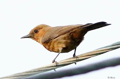 "Brown Rock Chat ,resident of Mount Abu."