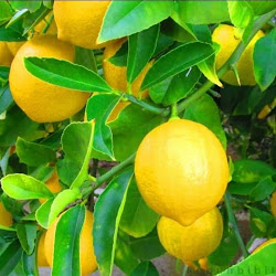 Jual Bibit Jeruk Lemontea Unggulan