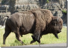 Walking with the buffalo