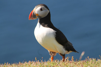 Puffin by Lewis Mitchell