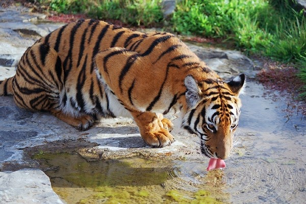 Gambar Harimau