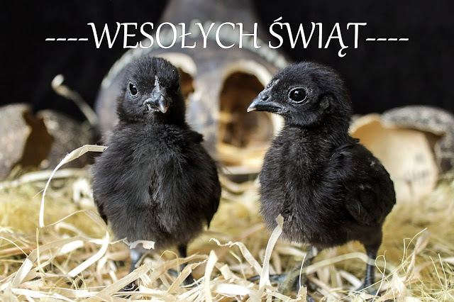 Wesołych Świąt!