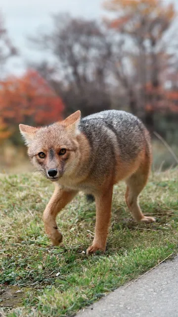 Cute Fox, Nature, Grass, Animal