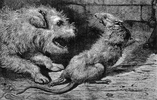 an Ernest Griset magazine illustration, regarding is rat killing cruel?