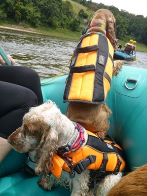 Pets adventure 17 (162)