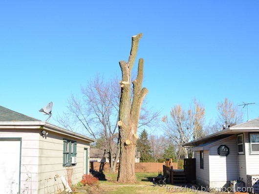 the cottonwood is nearly all cut down