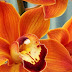 Orange Orchids