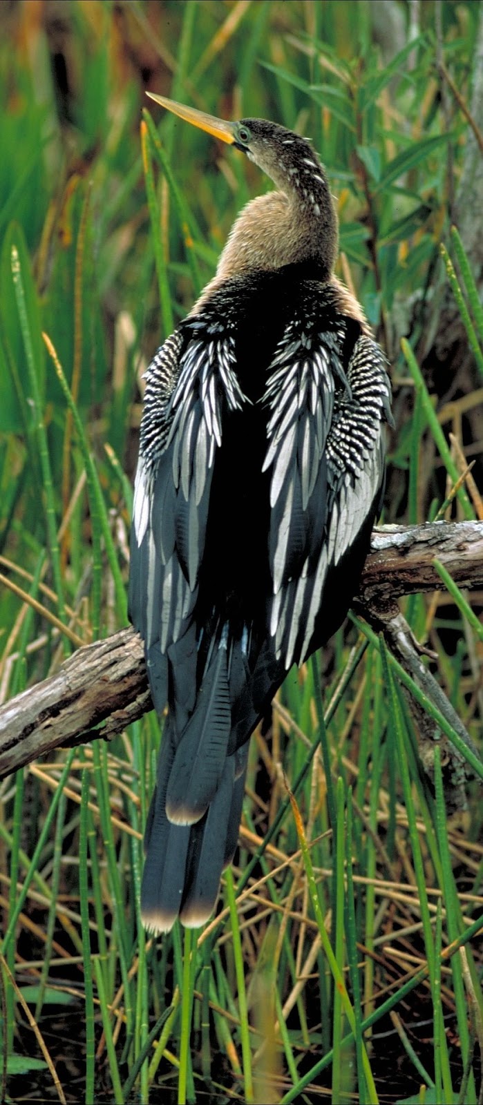 Picture of a anhinga bird.