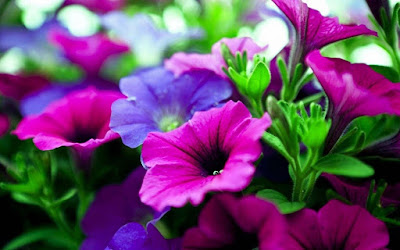 HD FLOWERS IMAGES COLLECTIONS  12