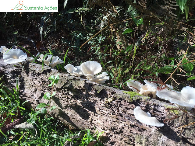 Cogumelos brancos no Morro do Sapo