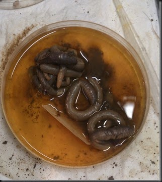 My final BESS earthworm sample