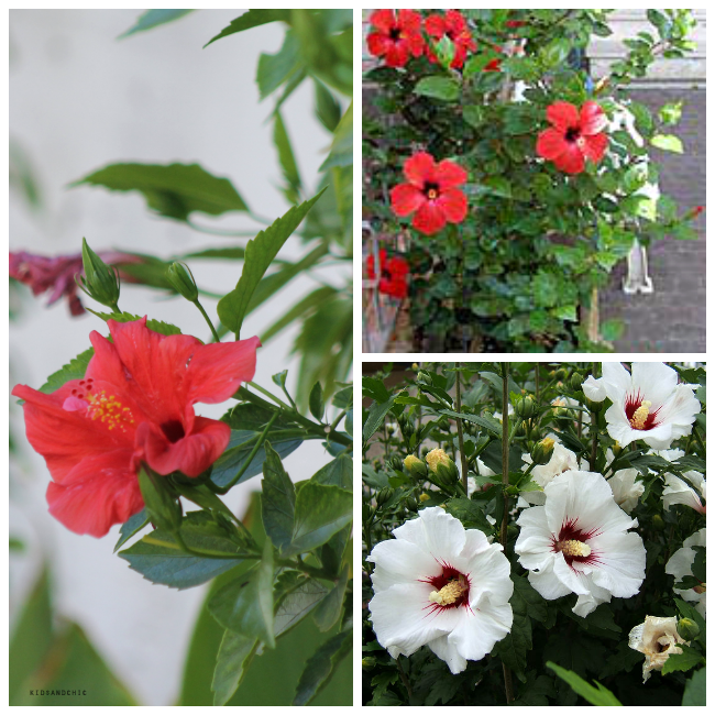 polos de hibisco y frutos rojos