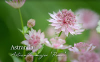 Astrantia