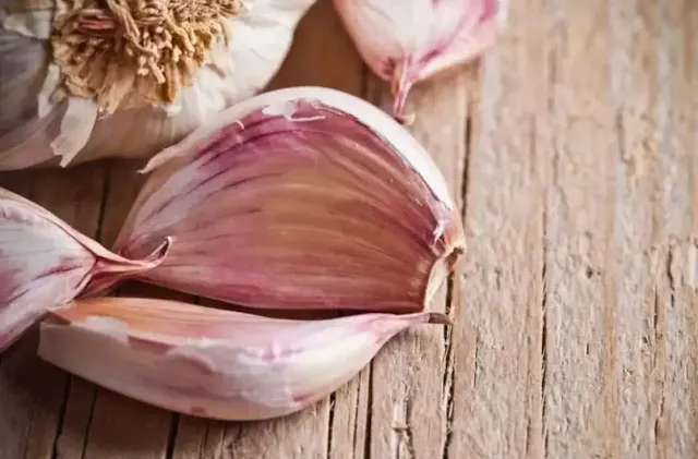 A close up picture of Purple Garlic