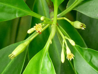 Lenggadai (Bruguiera parviflora)