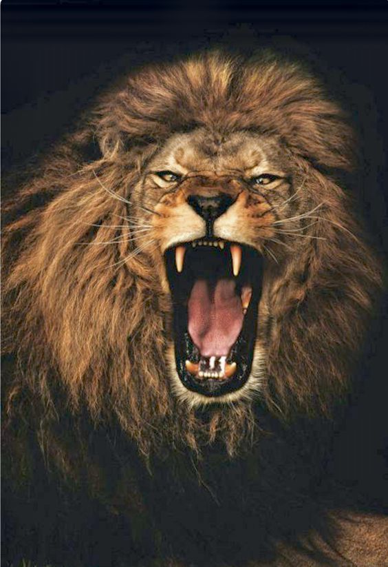 Images of the Angry Lion: