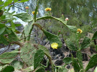 Opuntia ficus-indica - Figuier de Barbarie - Figuier d'Inde