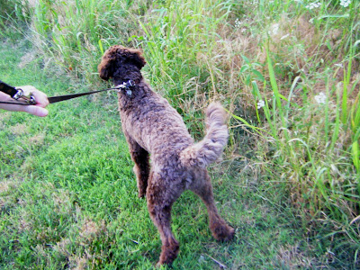 Alfie wagging his tail and looking the direction the bunny ran off; I let him sniff where it was but didn't let him chase it of course!