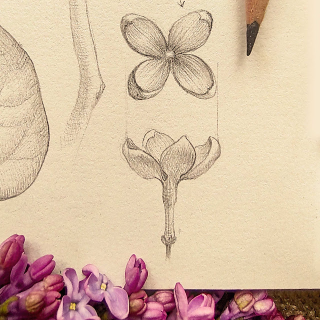 Syringa vulgaris, violet flower, spring  flower, sketchbook, botanical  illustration, nature sketchbook, plant anatomy, herbs