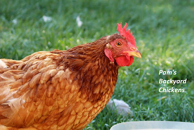 If your goal is to get eggs, check out this top ten list of productive breeds.