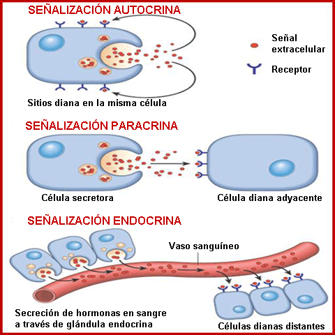 Tipos de señalización celular
