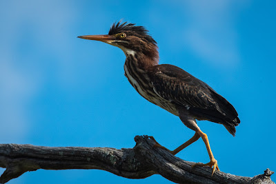 Green Heron, Beaver Marsh, Cuyahoga Valley National Park