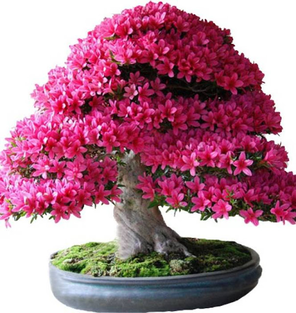 starting-a-bonsai-tree-business-in-Kerala-is-highly-profitable-1