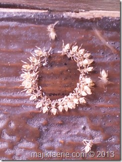 49 ants