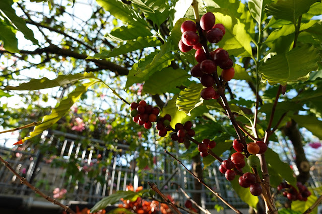 鳥取県西伯郡南部町鶴田 とっとり花回廊 フラワードーム コーヒーの木