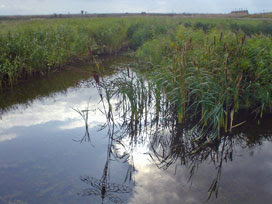 Rainham Marshes