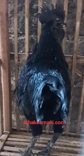 Menguak Fenomena Mitos Ayam Cemani