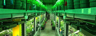 http://www.spiegel.de/international/business/pot-becomes-big-business-as-states-legalize-cannabis-a-977628.html