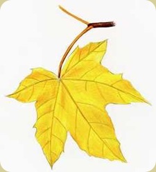 fall